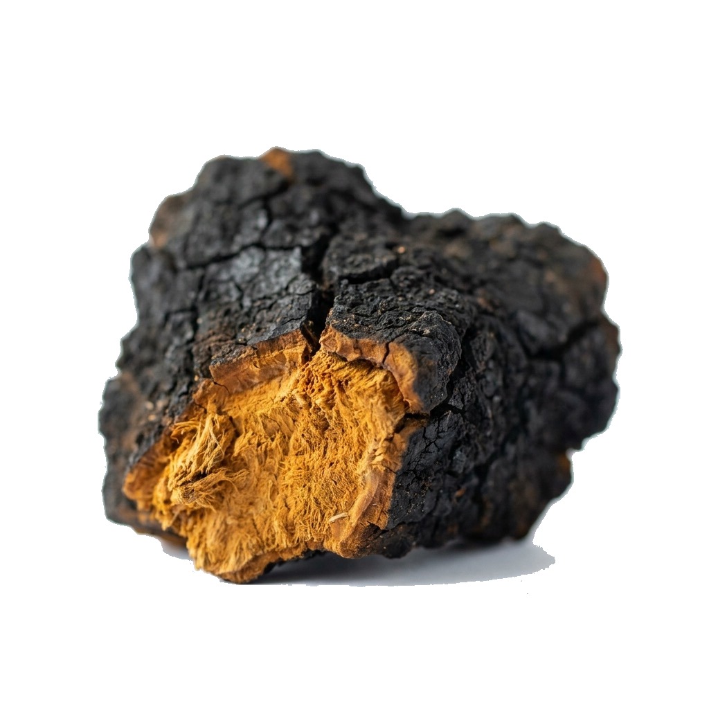 Chaga