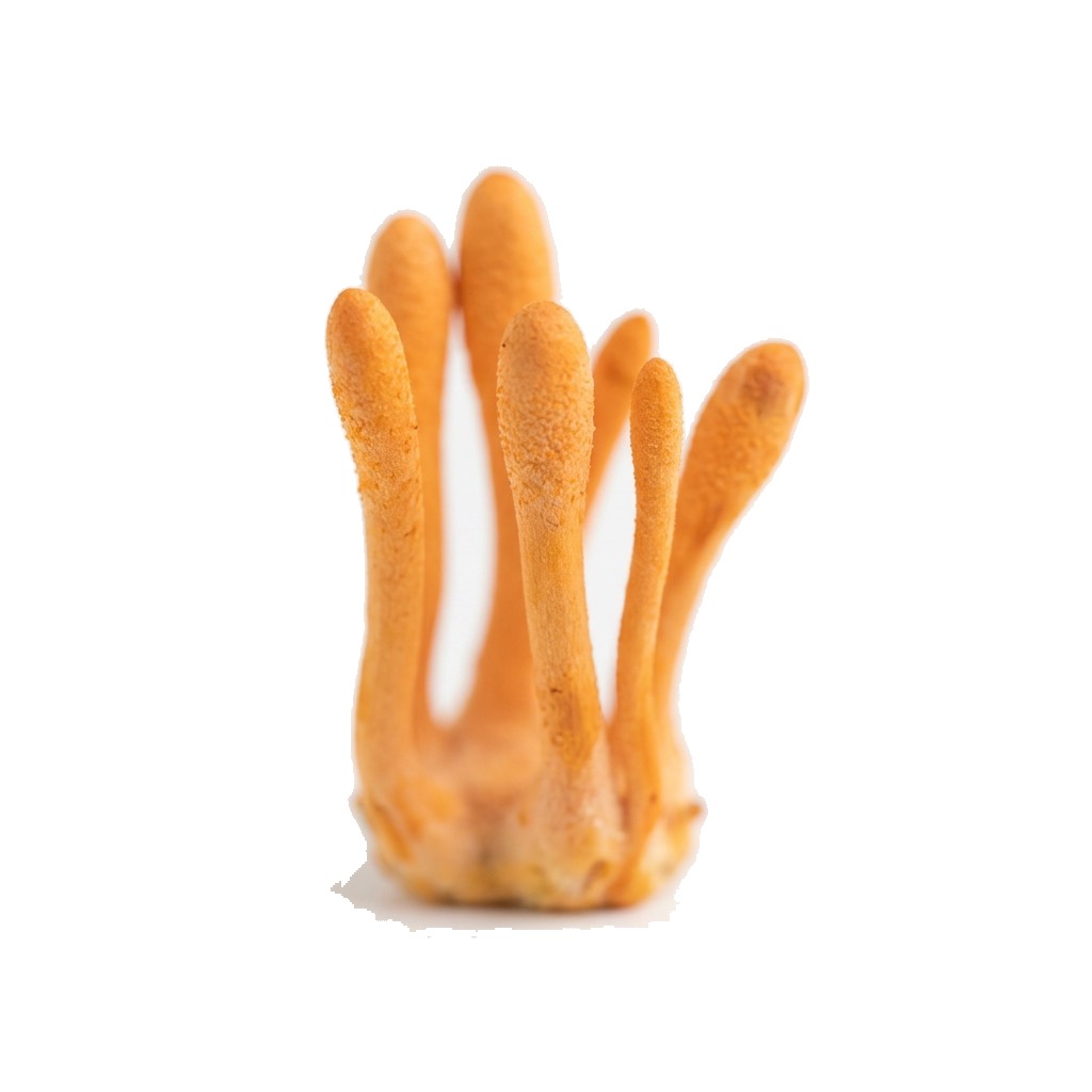 Cordyceps
