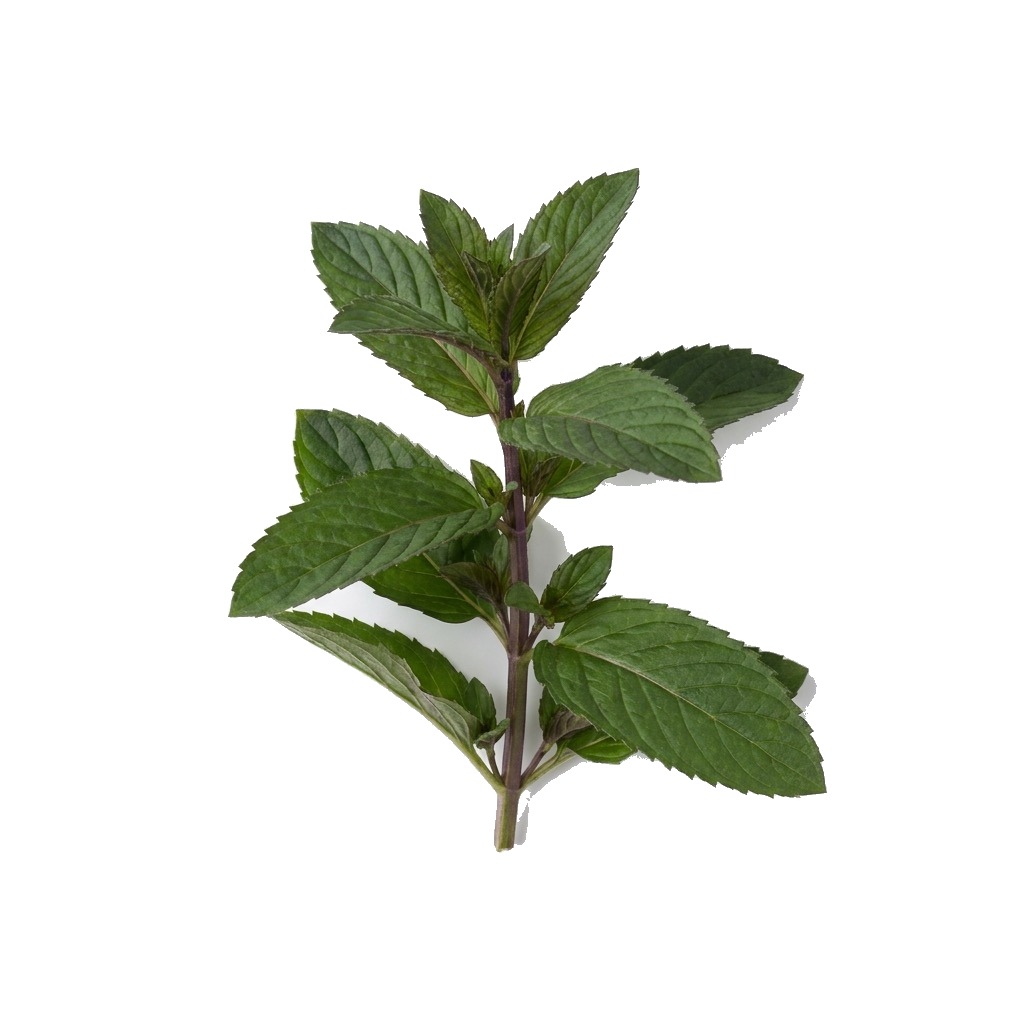 Peppermint